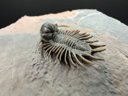 Acanthopyge Trilobite