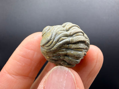 Enrolled Moroccops Trilobite