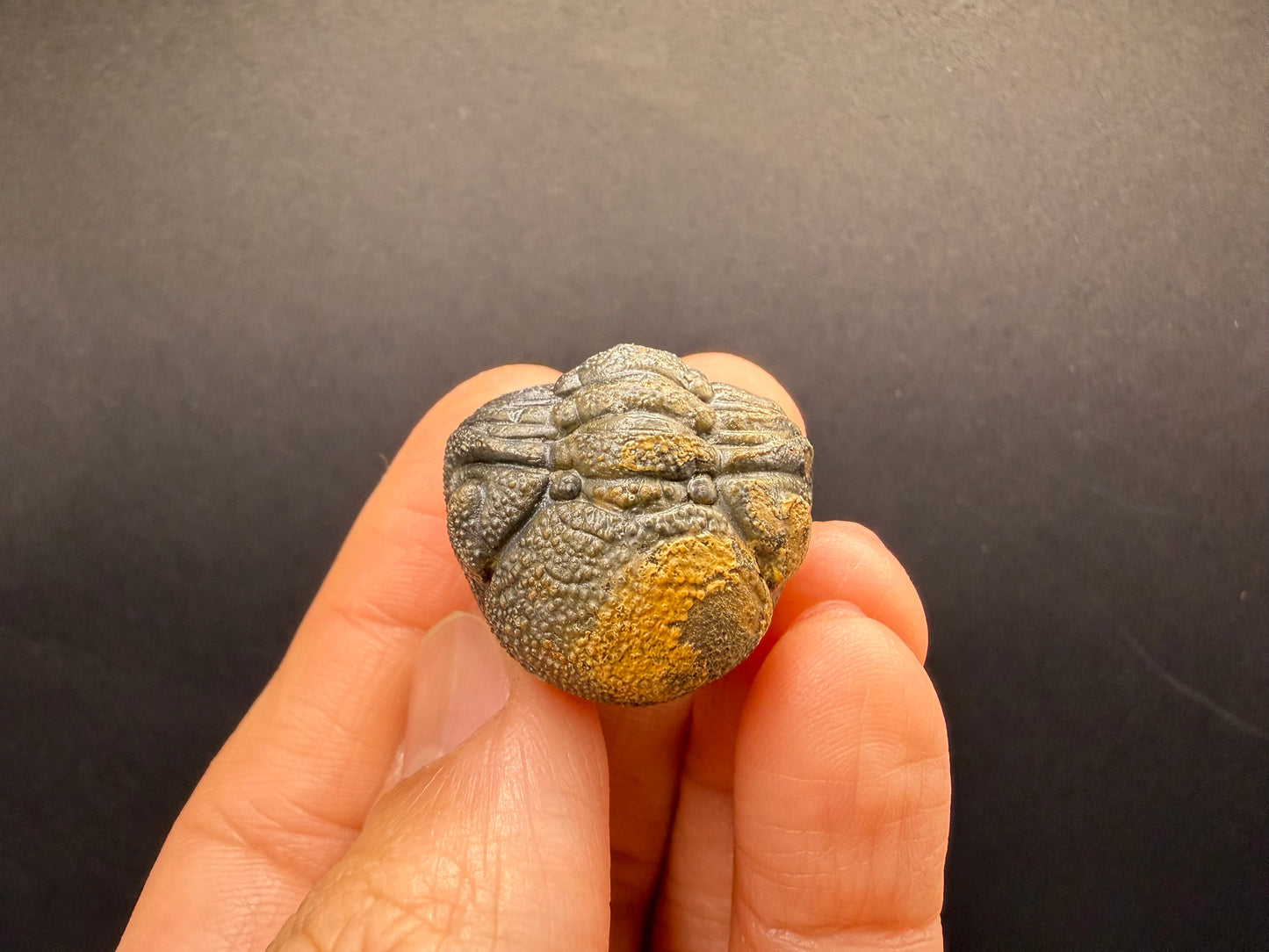 Enrolled Moroccops Trilobite