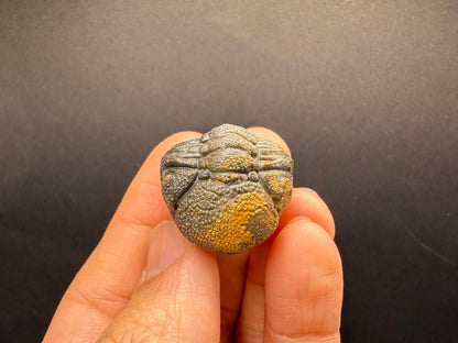 Enrolled Moroccops Trilobite