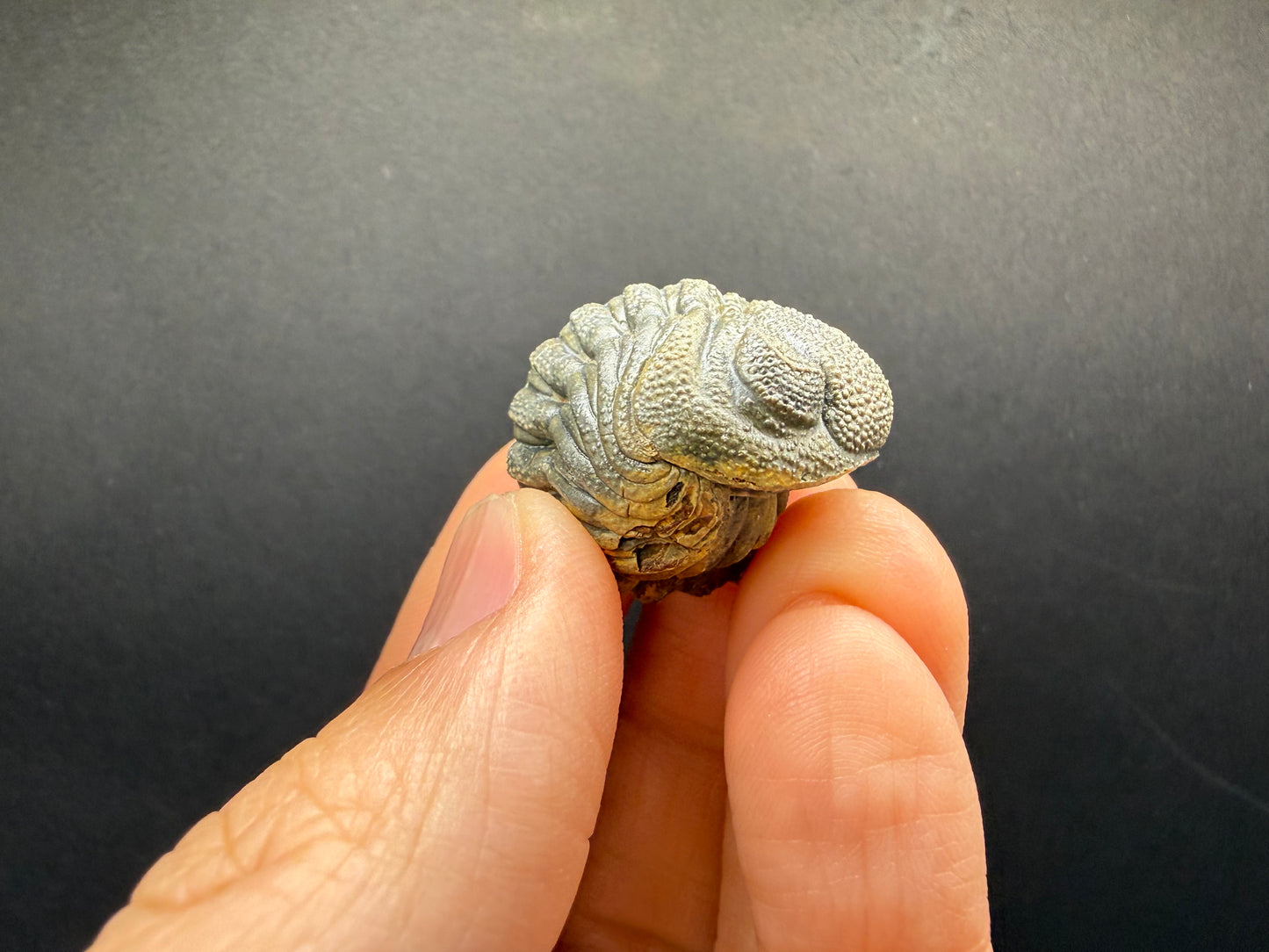 Enrolled Moroccops Trilobite