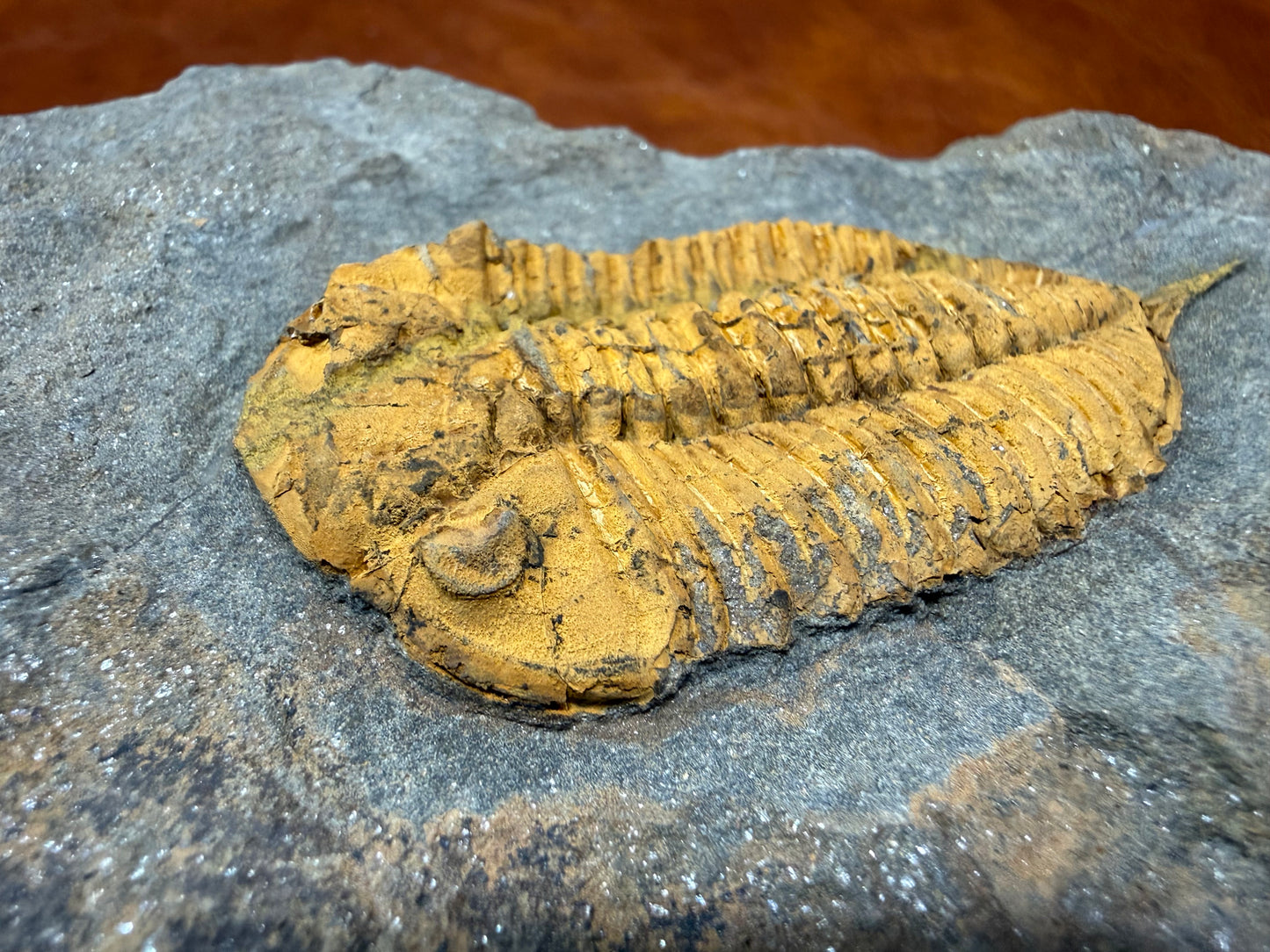 Dalmanitid Ordovician Trilobite