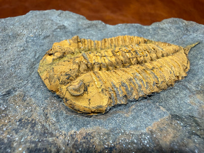 Dalmanitid Ordovician Trilobite