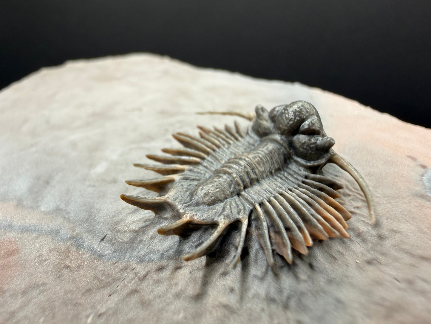 Acanthopyge Trilobite