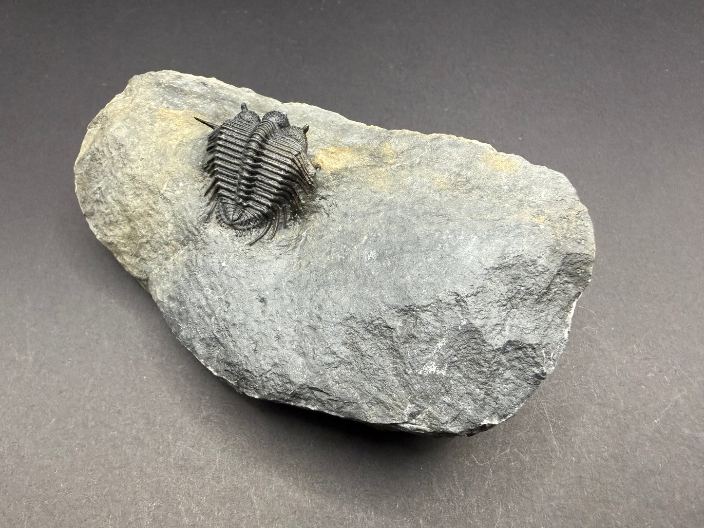 Cyphaspides Trilobite