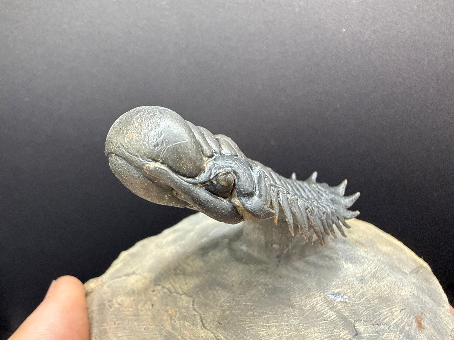 Crotalocephalus Trilobite