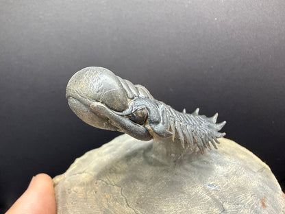 Crotalocephalus Trilobite