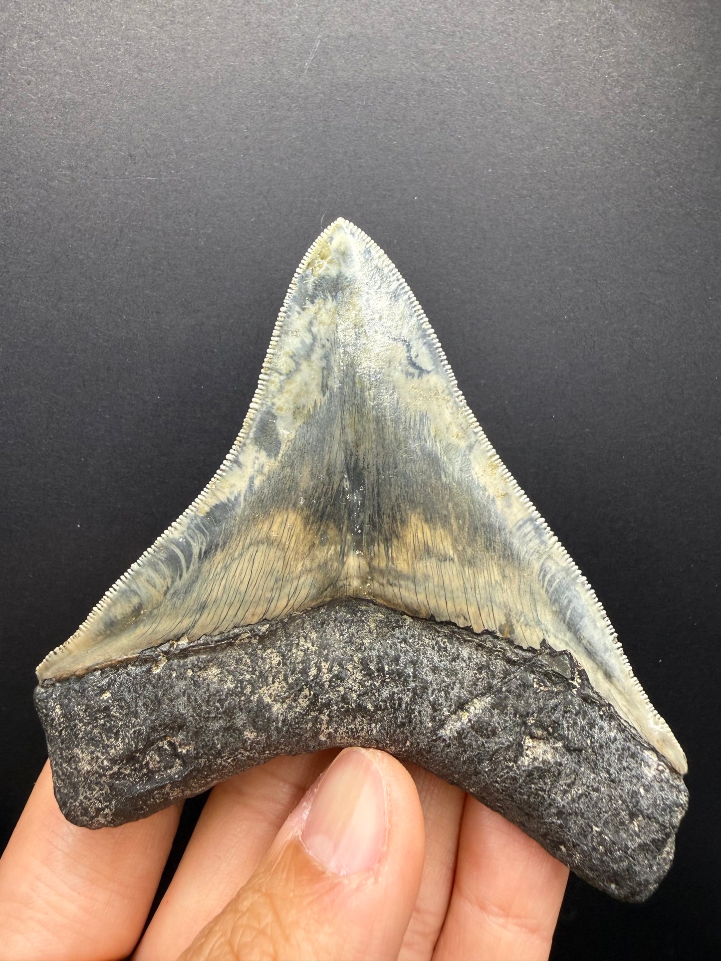 Megalodon Tooth