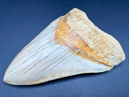 Megalodon Tooth