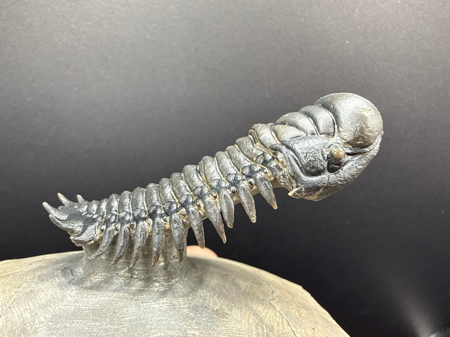 Crotalocephalus Trilobite