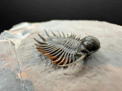 Acanthopyge Trilobite
