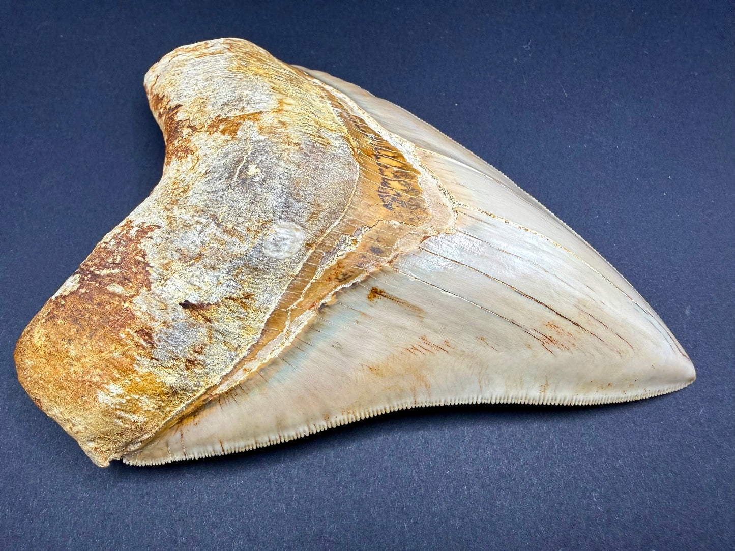 Megalodon Tooth