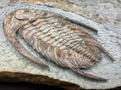 Neltneria Trilobite