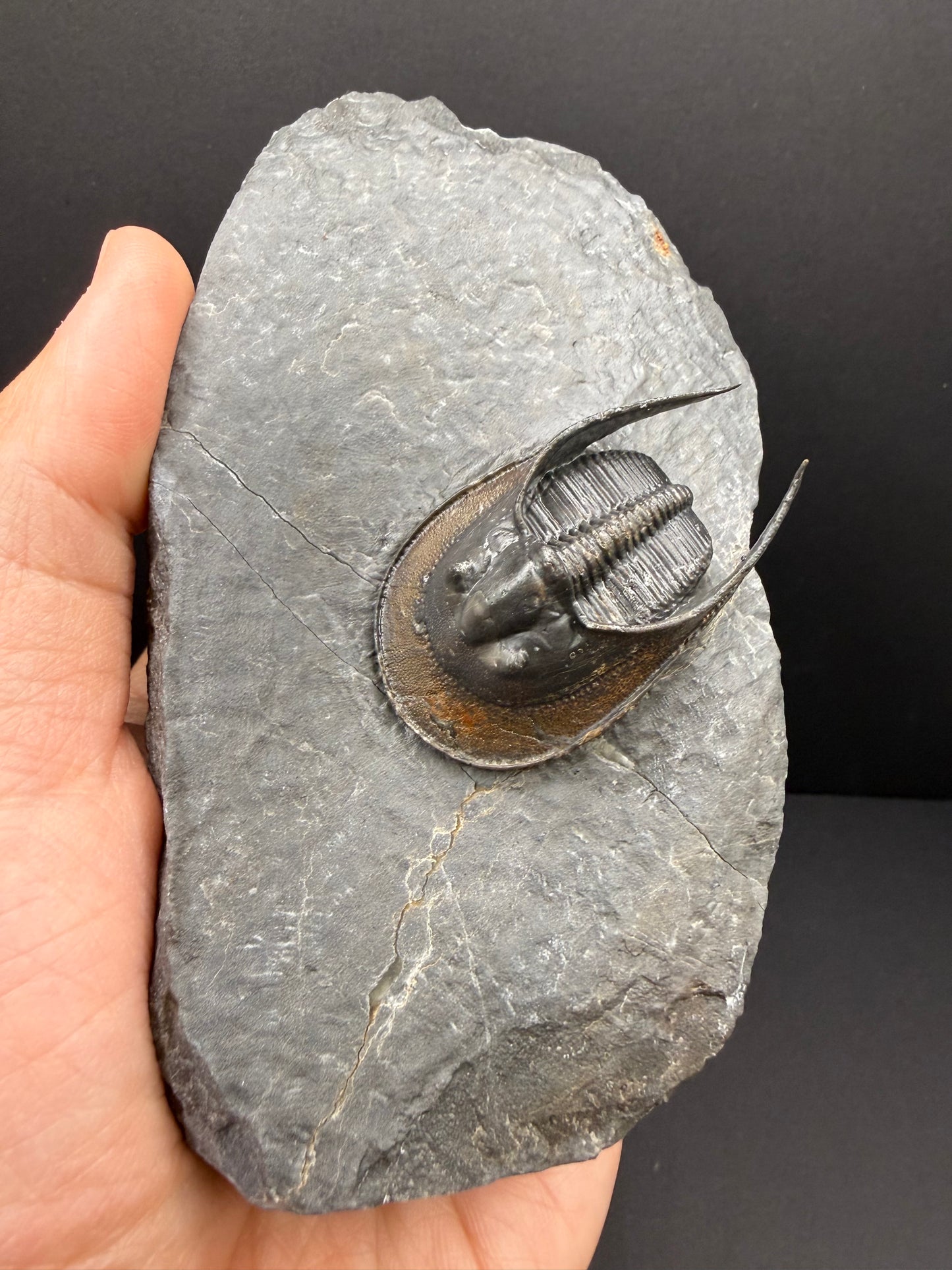 Harpes Trilobite