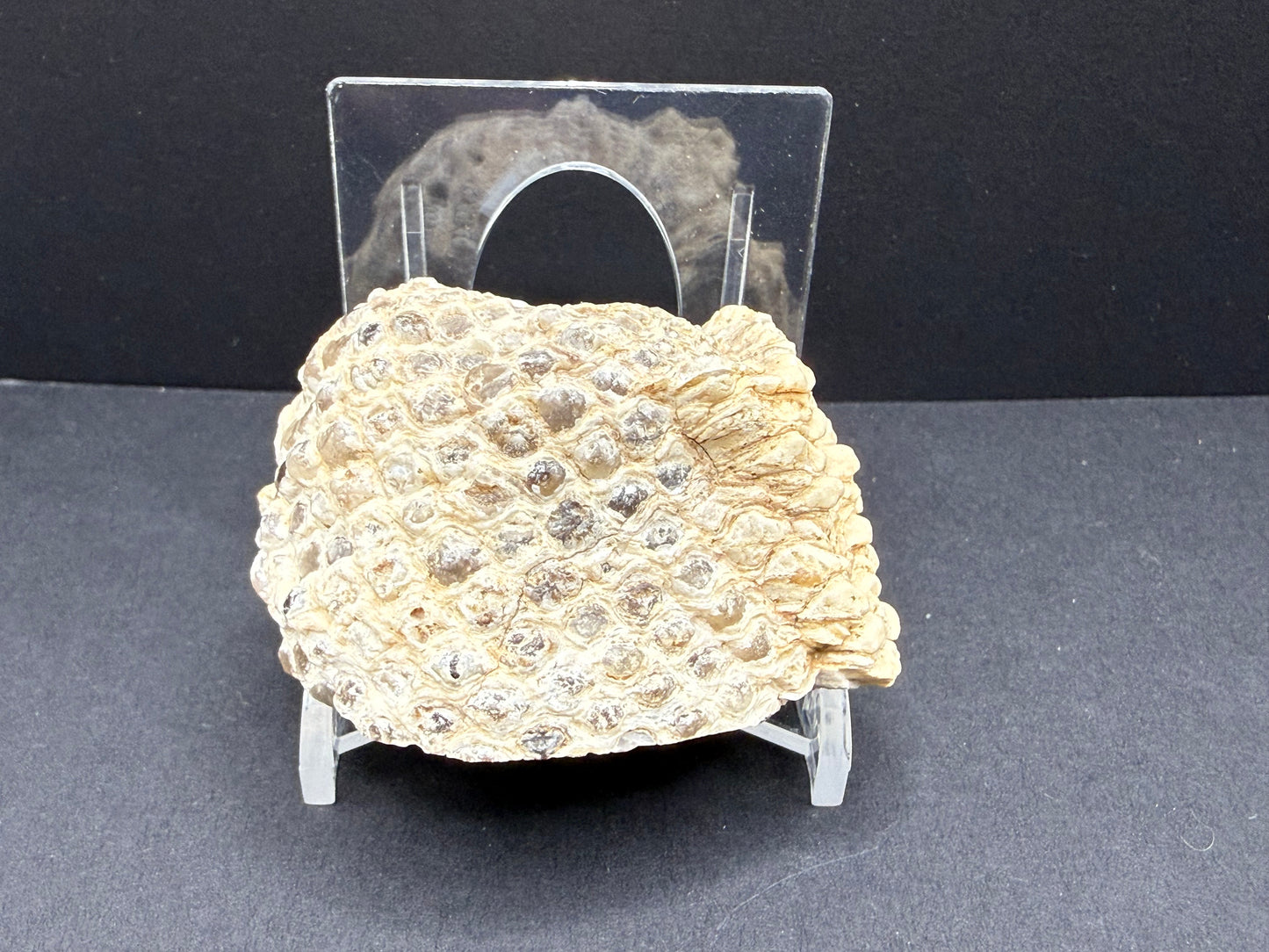 Araucaria Petrified Wood