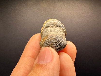 Enrolled Moroccops Trilobite