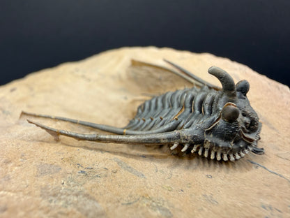 Kettneraspis Trilobite