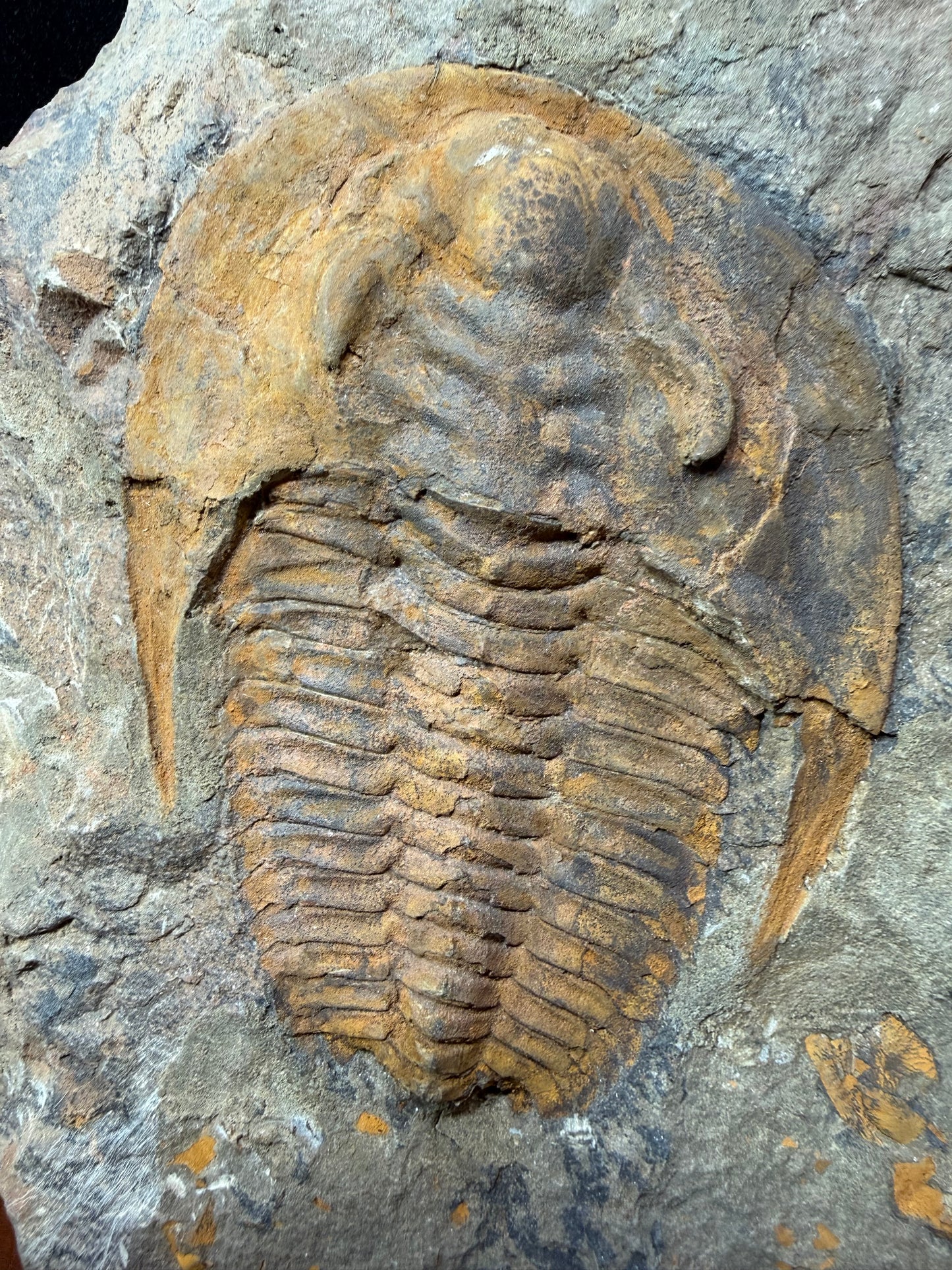 Cambropallas Cambrian Trilobite