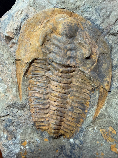 Cambropallas Cambrian Trilobite