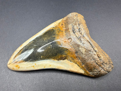 Megalodon Tooth