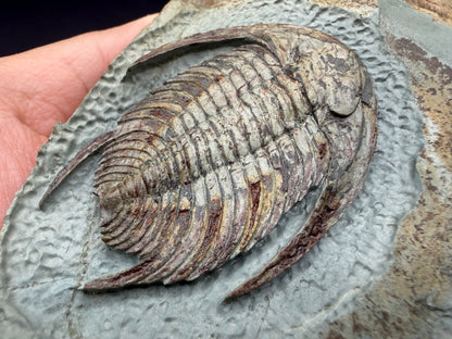 Neltneria Trilobite