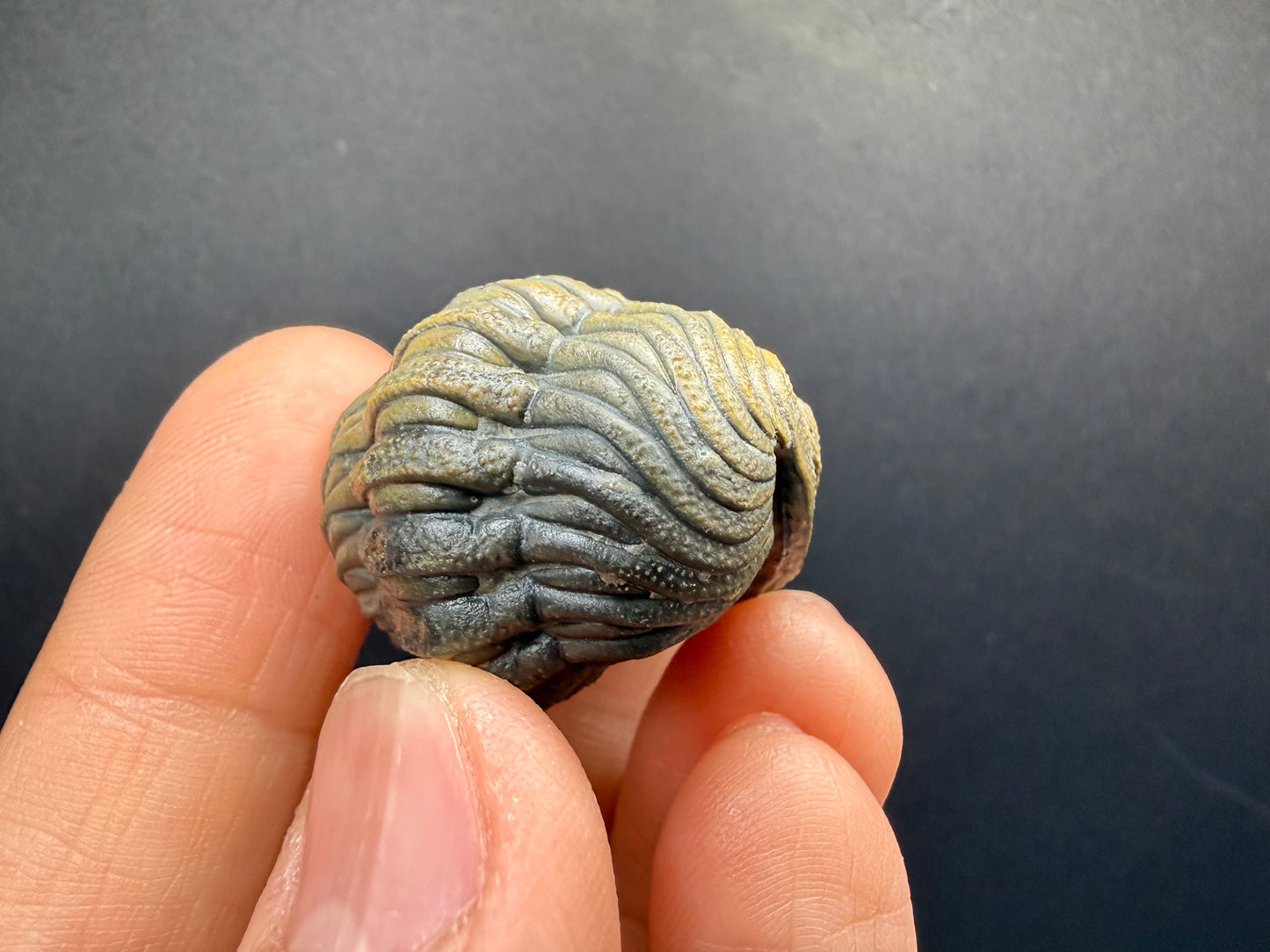 Enrolled Moroccops Trilobite