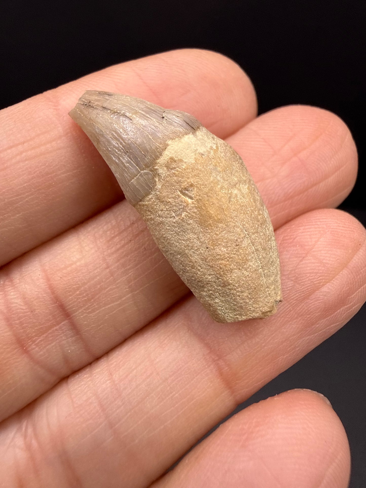 Dolphin Tooth