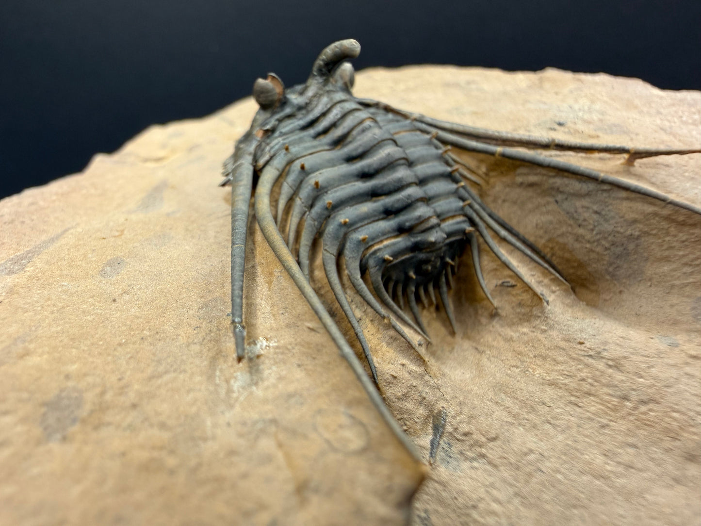 Kettneraspis Trilobite