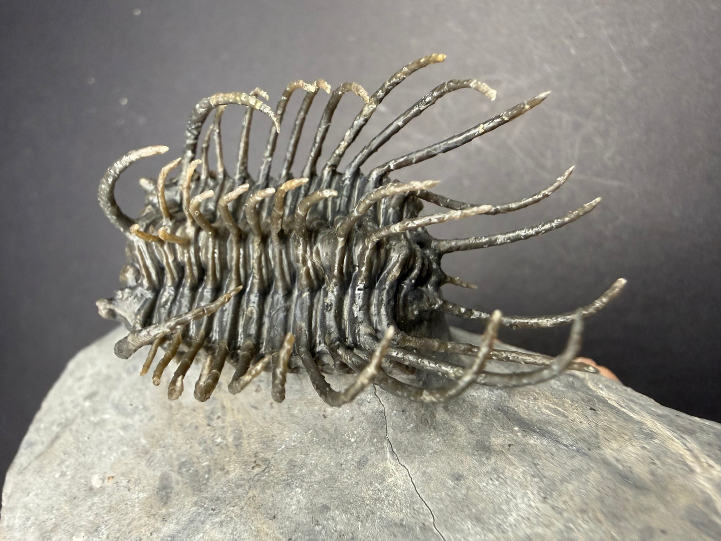 Koneprusia Trilobite