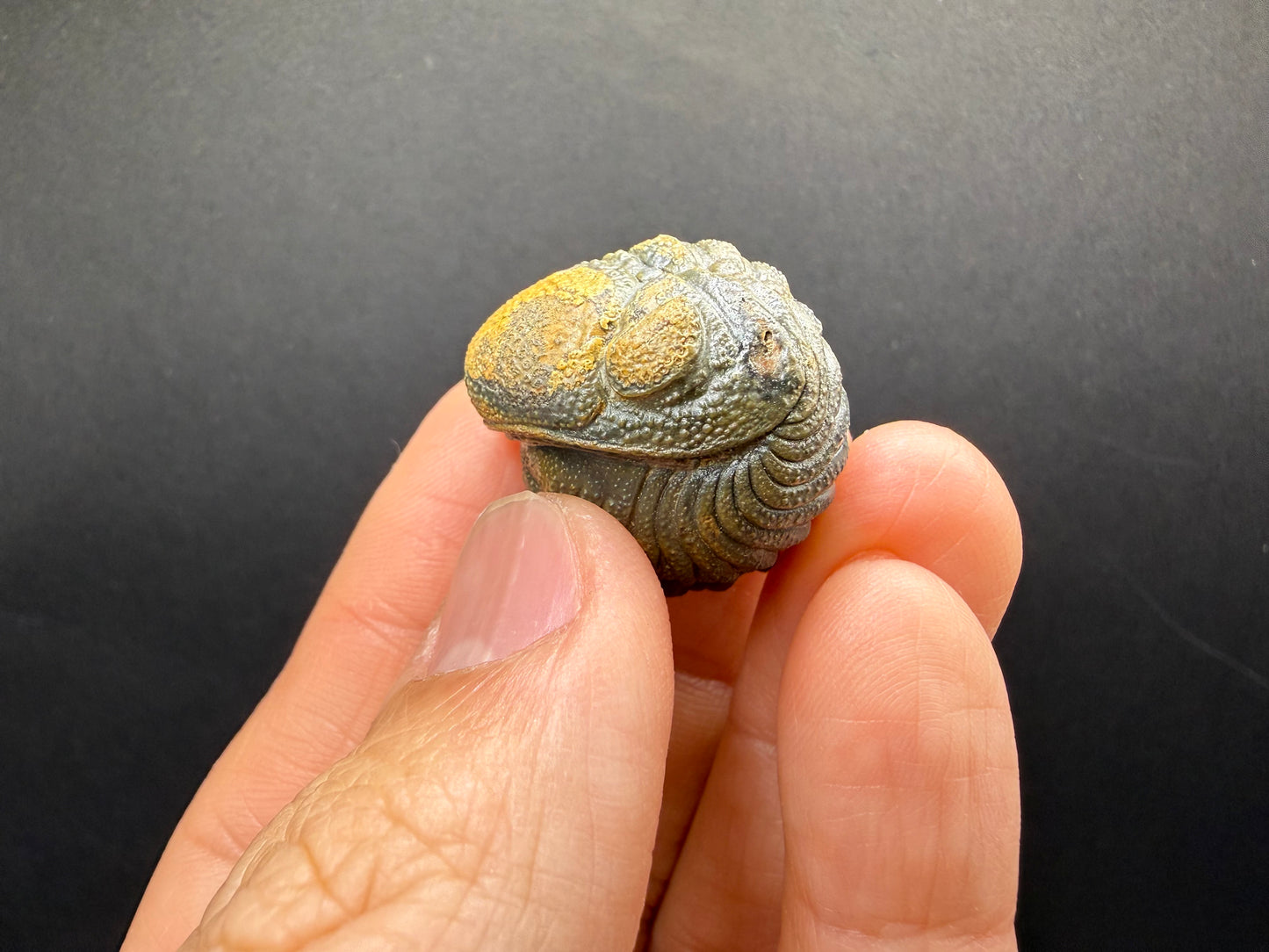 Enrolled Moroccops Trilobite