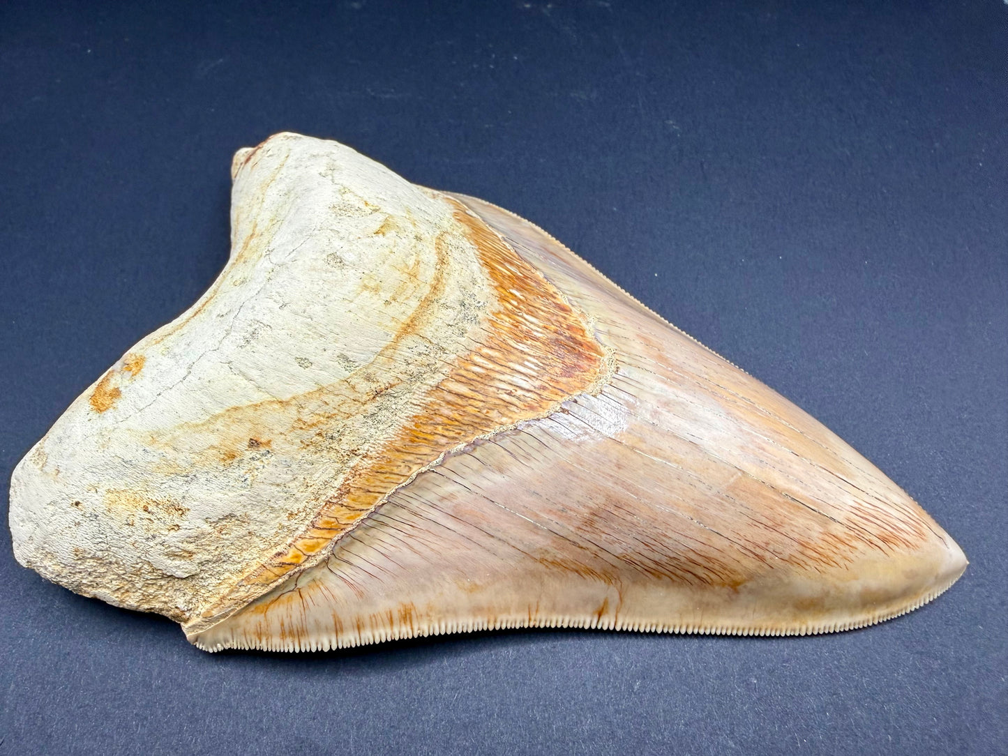 Megalodon Tooth