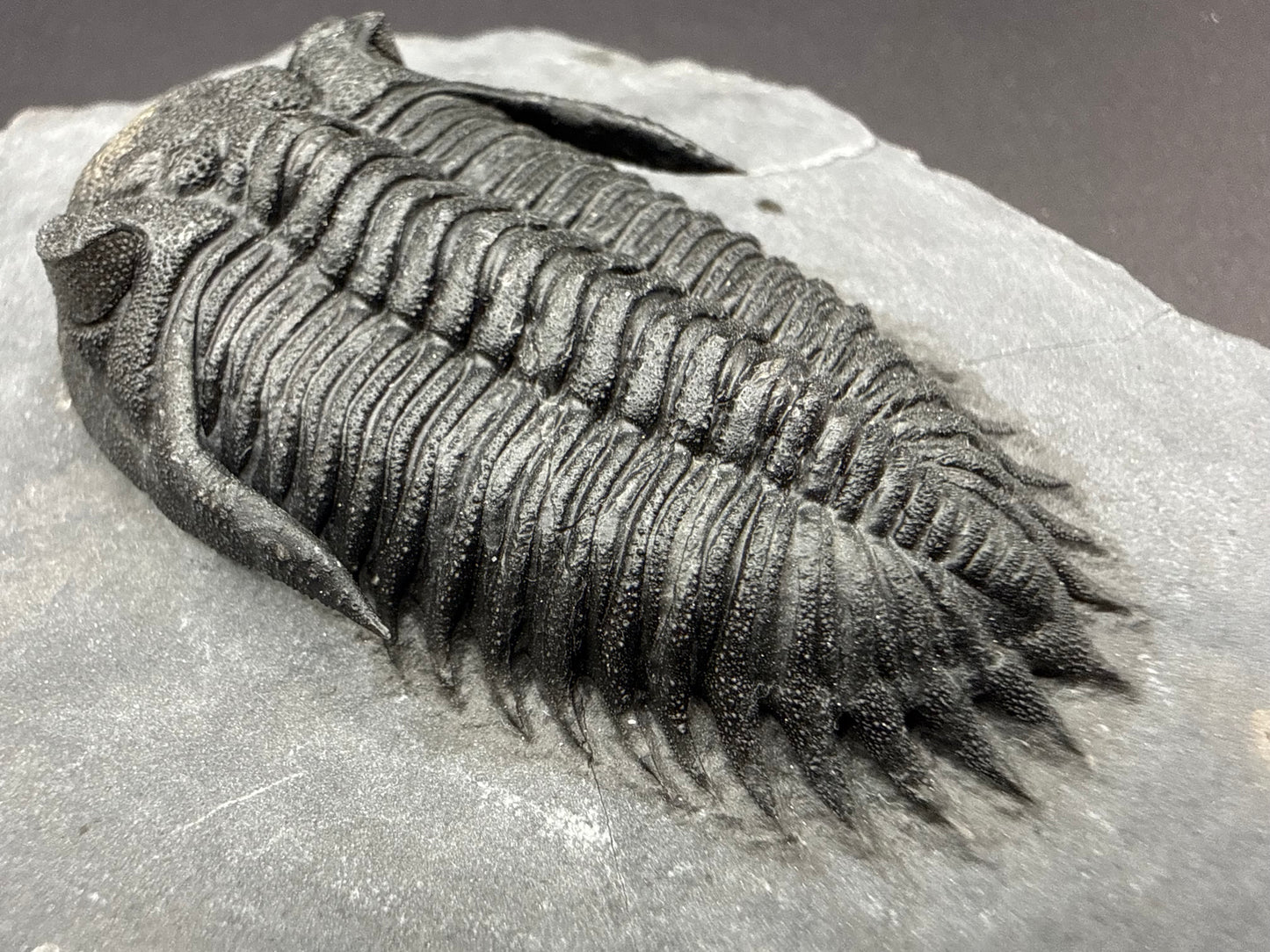 Metacanthina Trilobite