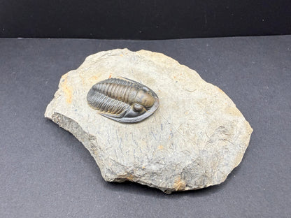 Cornuproetus Trilobite