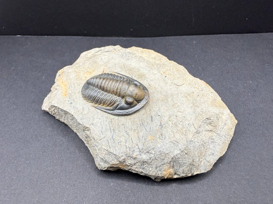 Cornuproetus Trilobite