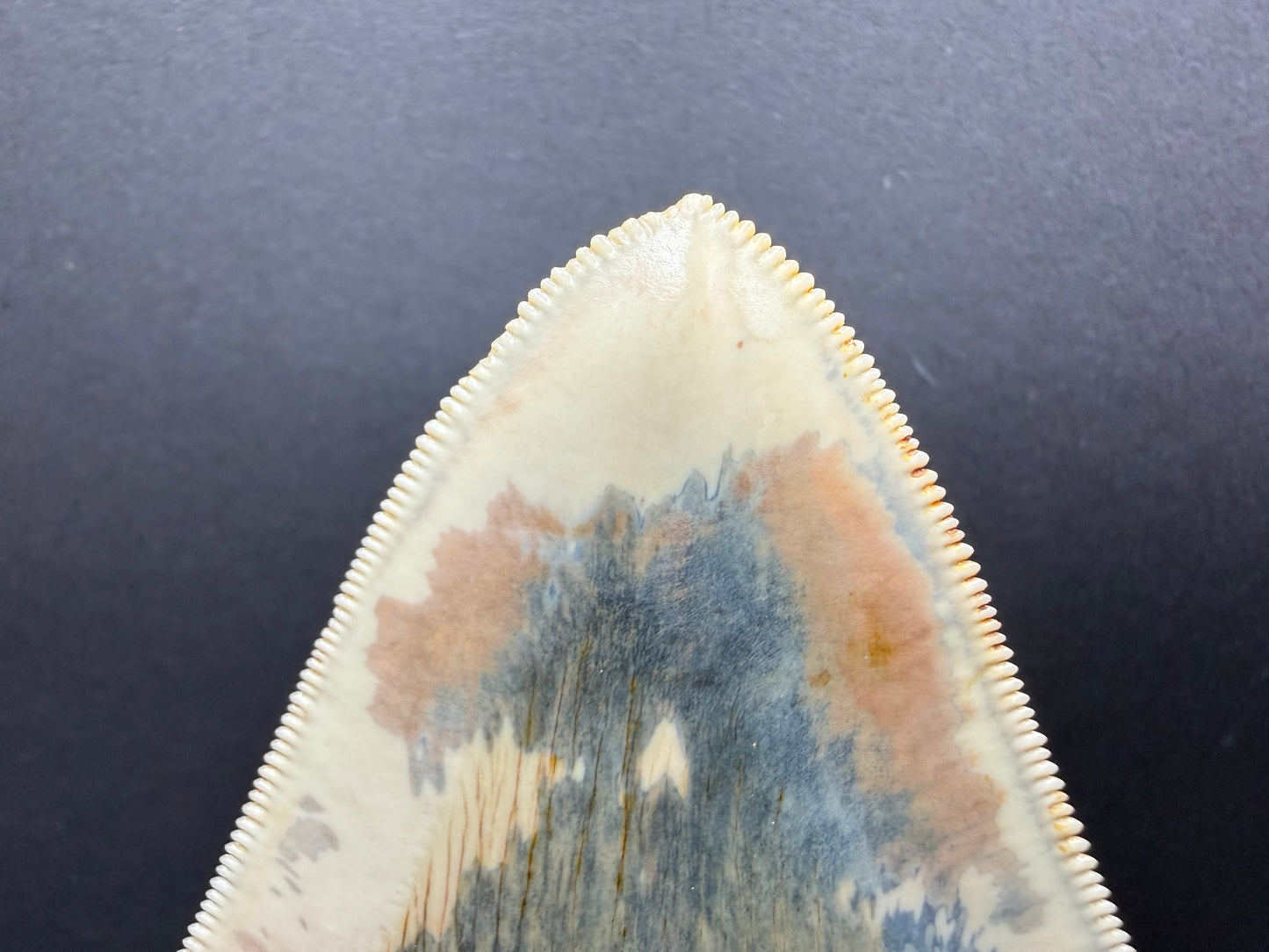 Megalodon Tooth
