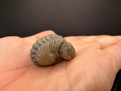 Enrolled Moroccops Trilobite