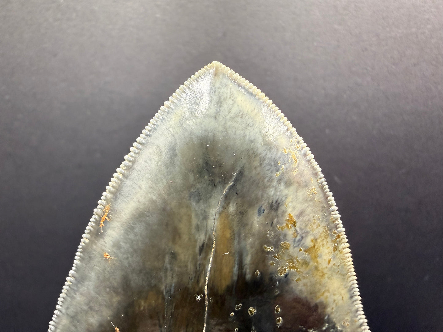 Megalodon Tooth