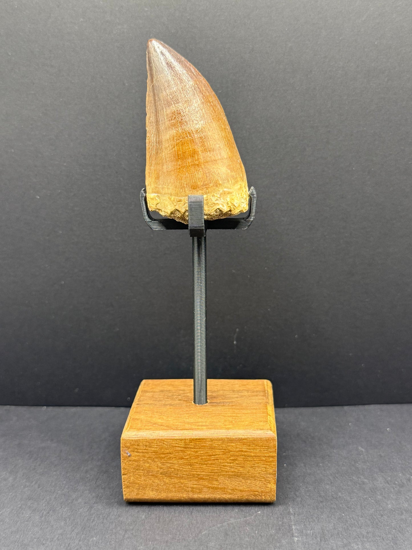 Mosasaur Tooth