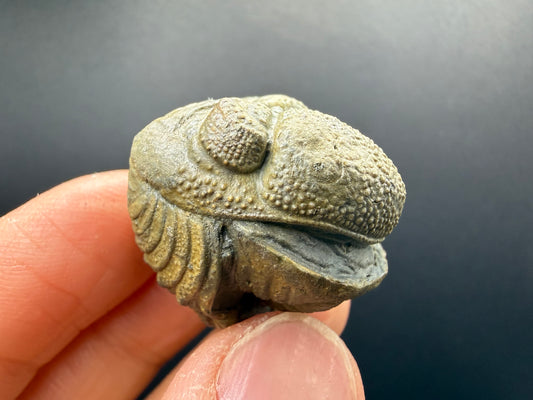 Enrolled Moroccops Trilobite