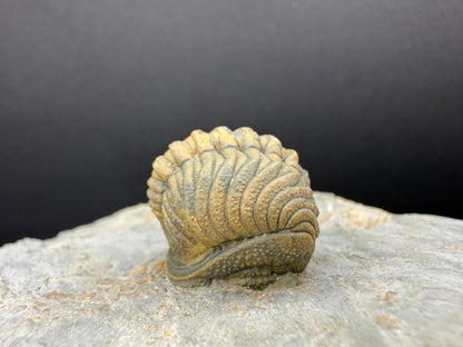 Enrolled Moroccops Trilobite