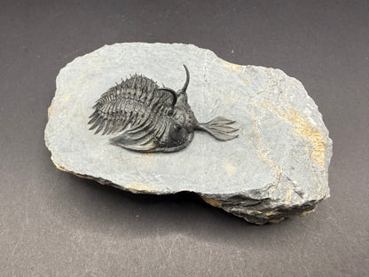 Walliserops Trilobite