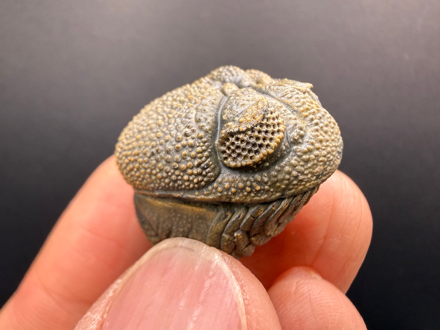 Enrolled Moroccops Trilobite