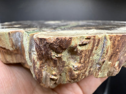 Woodworthia Petrified Wood