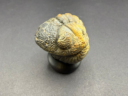 Enrolled Moroccops Trilobite
