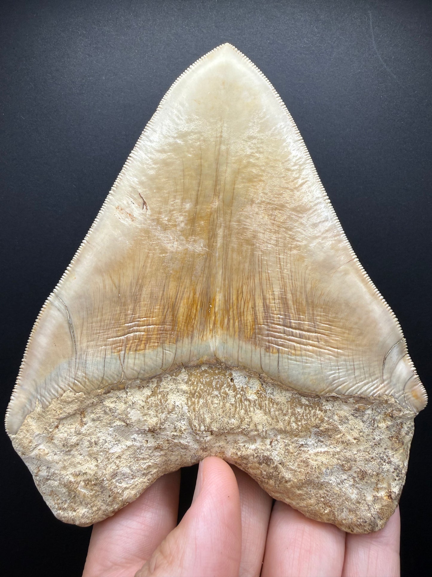 Megalodon Tooth