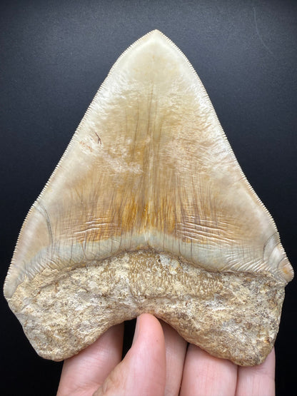 Megalodon Tooth