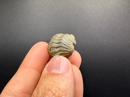 Enrolled Moroccops Trilobite
