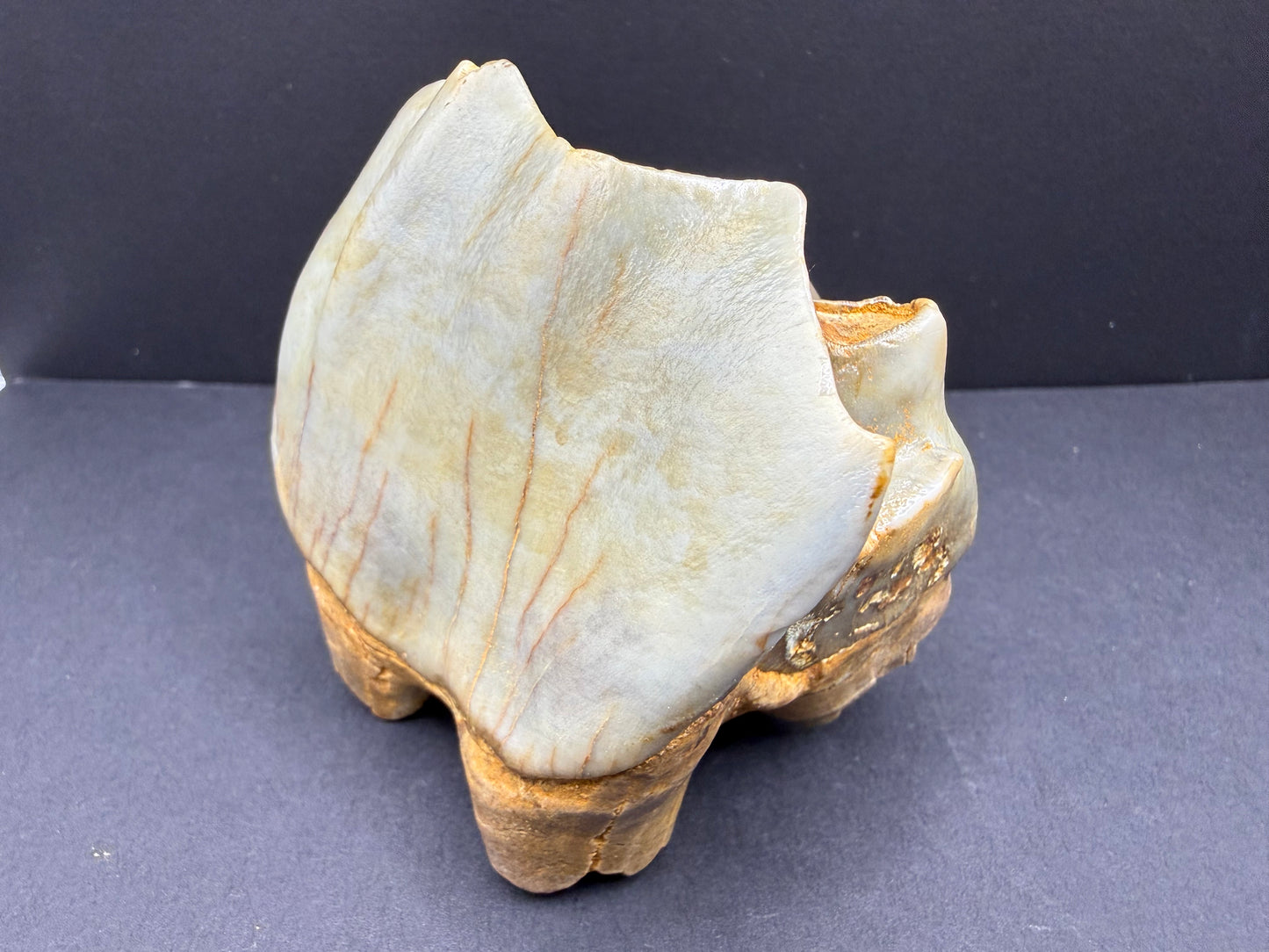 Rhino Tooth