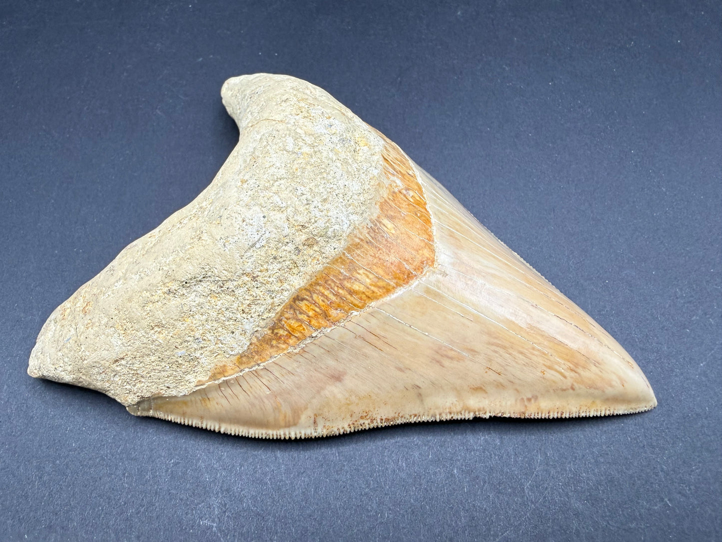 Megalodon Tooth