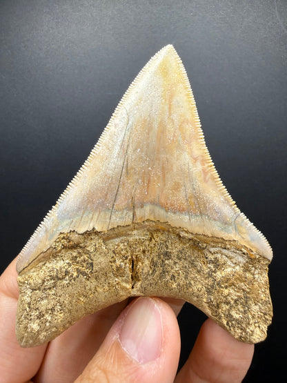 Megalodon Tooth